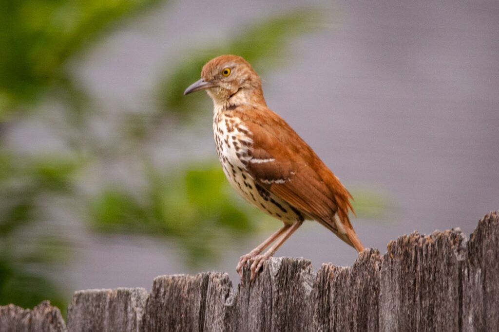 brown bird on brown wooden fence during daytime